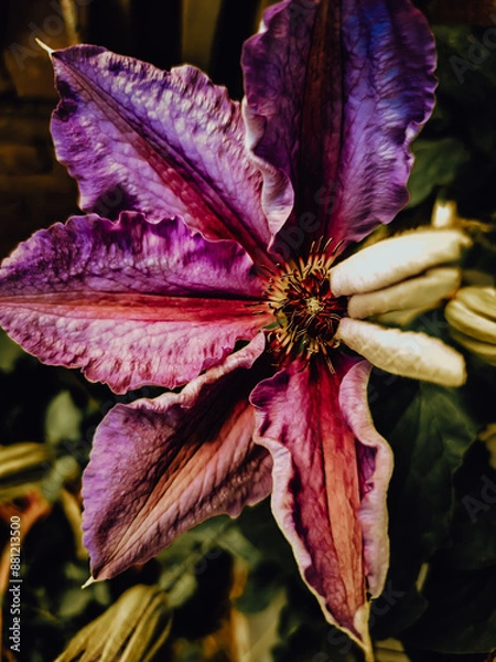 Obraz red and yellow leaves