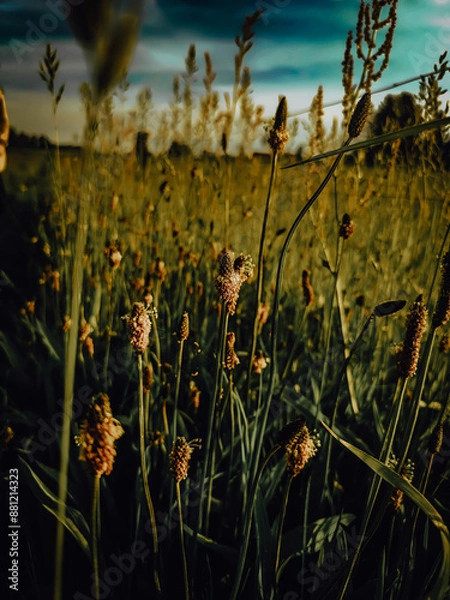 Obraz reeds at sunset