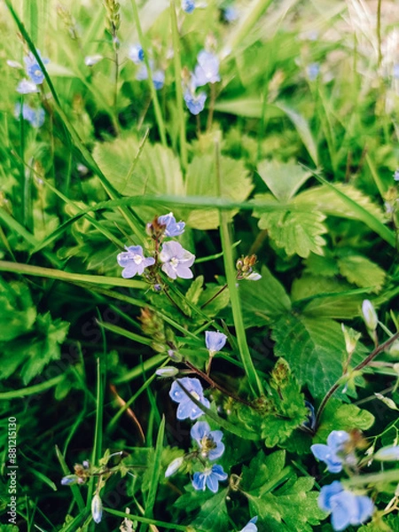 Obraz flower and water