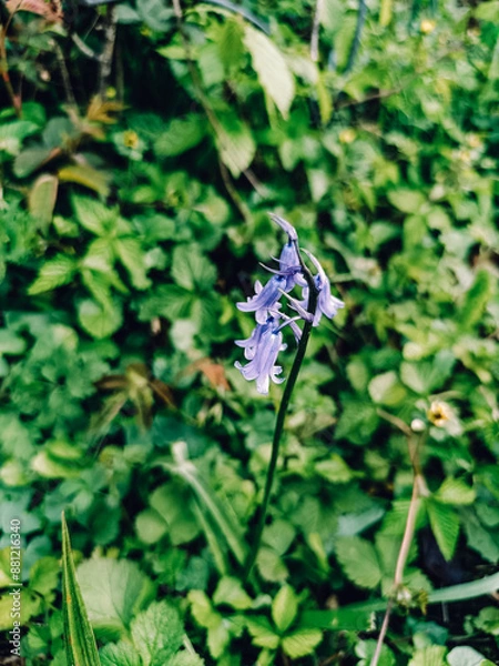 Obraz butterfly on a flower
