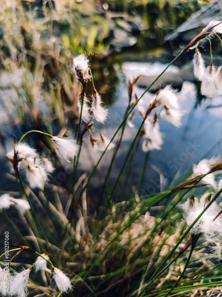 Obraz grass and flowers