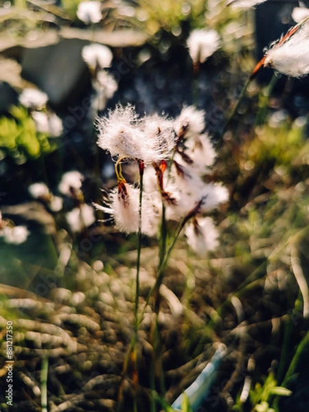 Obraz dandelion in the forest