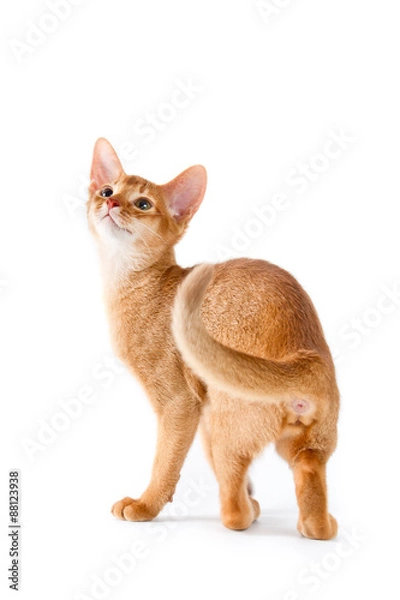 Fototapeta Abyssinian kitten