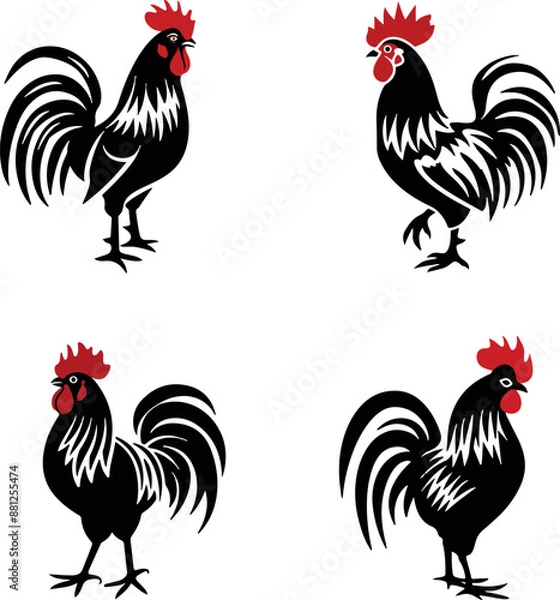 Fototapeta rooster isolated on white background