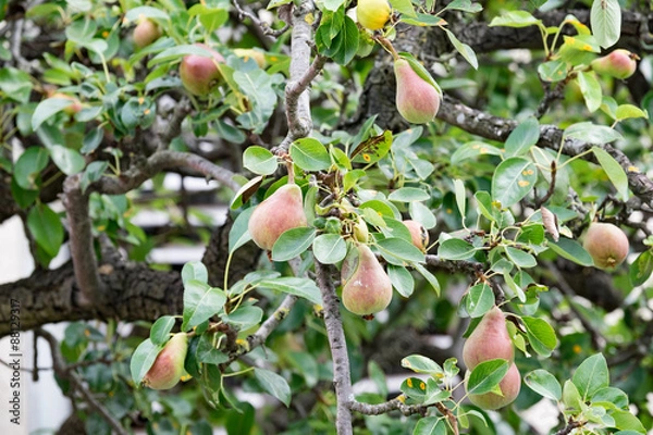 Obraz Birnen am Baum