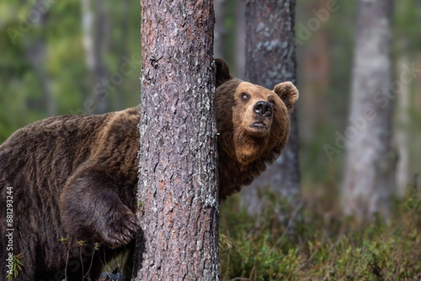 Obraz 何かを発見したヒグマ