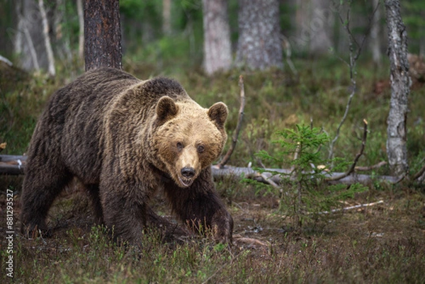 Fototapeta こちらに近づいてくるヒグマ