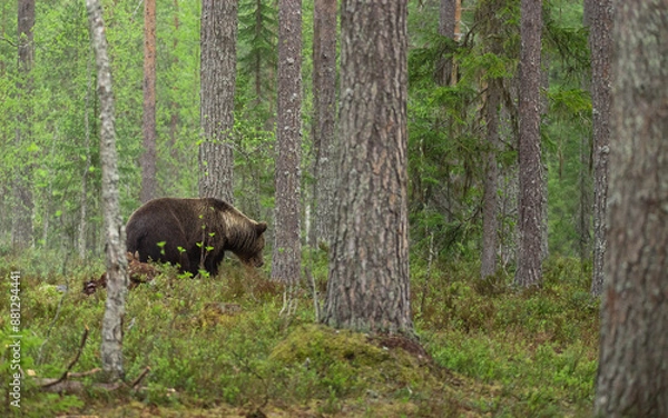 Obraz 森をいくヒグマ