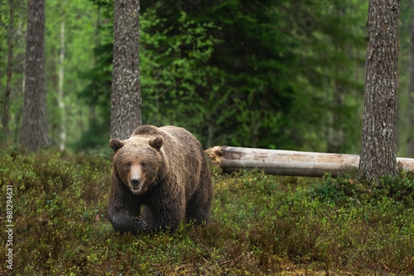 Obraz 近づいてくるヒグマ