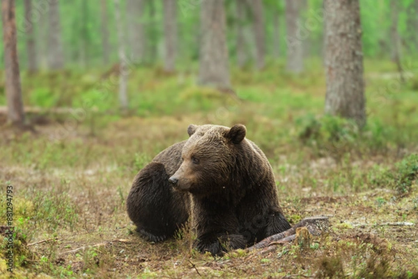 Fototapeta 休むヒグマ