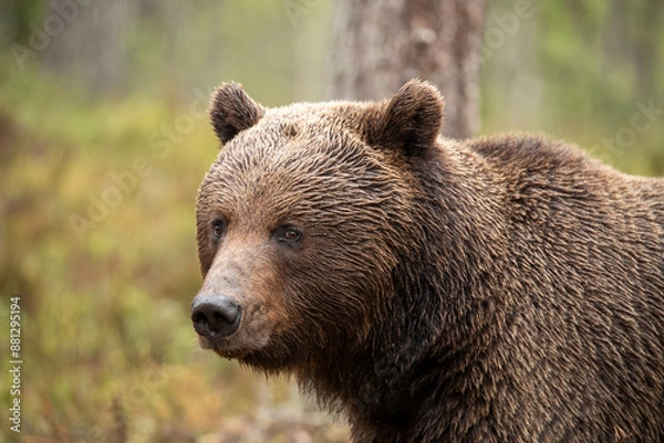 Obraz のんびりとしたヒグマ