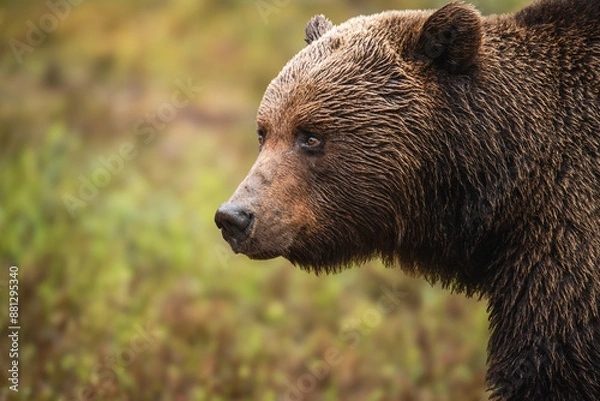 Fototapeta ヒグマの横顔