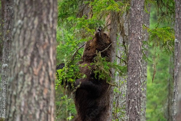 Obraz 背中をかくヒグマ