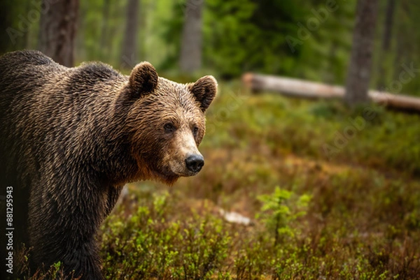 Obraz ヒグマと目が合う