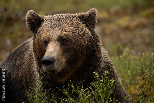 Obraz 雨に濡れたヒグマ