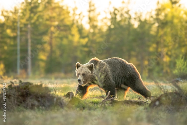 Fototapeta 荒野のヒグマ