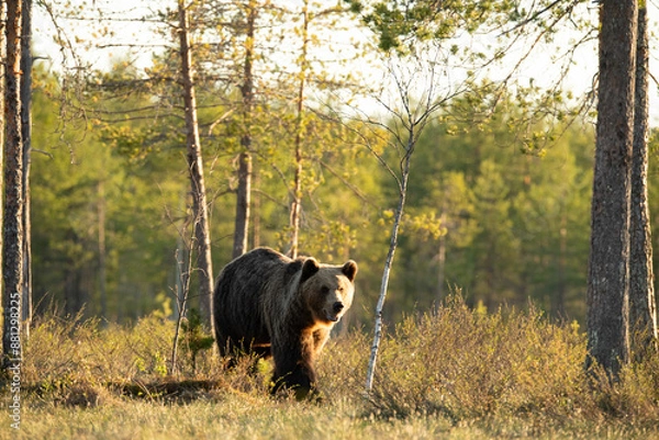 Obraz 森のヒグマ