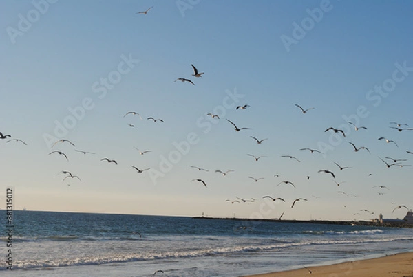 Fototapeta Lots of bird at the beach
