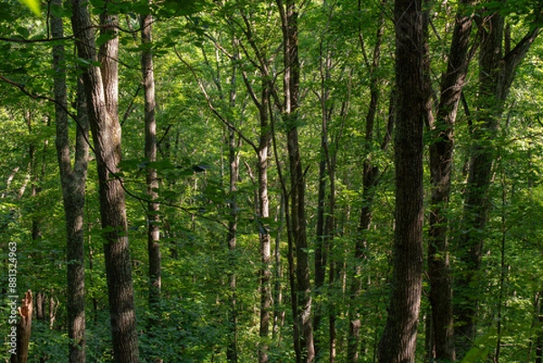 Fototapeta trees in a thick forest