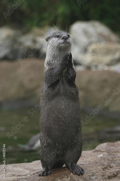 Fototapeta Clapping otter?