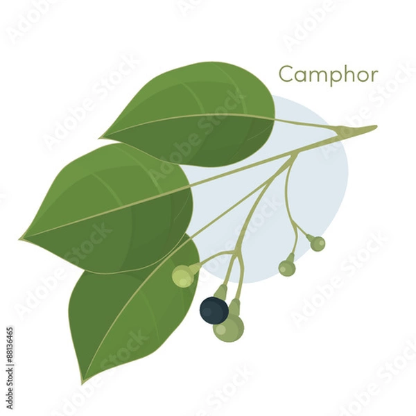 Obraz Camphor laurel branch.  