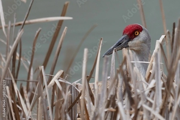 Obraz Sandhill Crane hiding