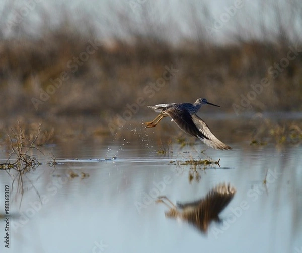 Obraz Yellowlegs taking flight