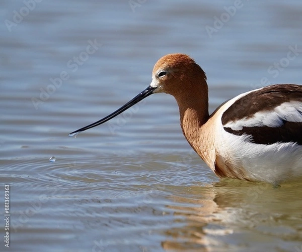 Obraz American Avocet