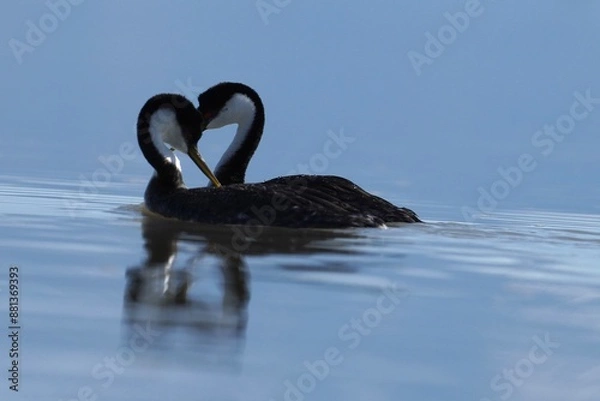 Obraz Courting Clark's Grebes
