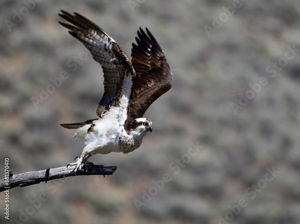 Obraz Osprey taking flight