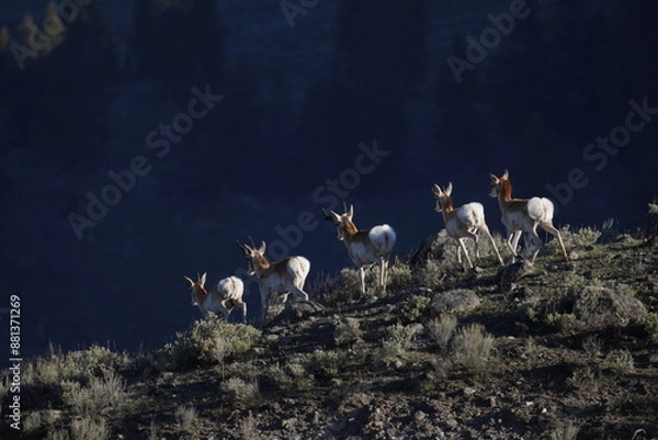 Obraz Antelope herd in Yellowstone 