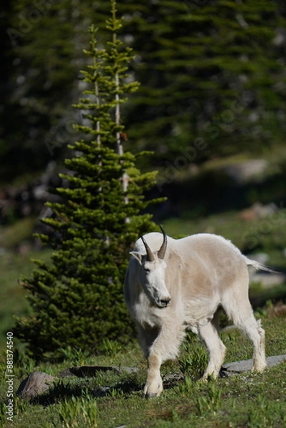 Obraz Twin Lakes mountain goat