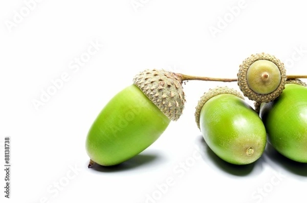 Obraz ghiande verdi