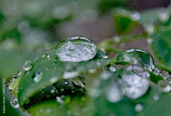 Obraz 綺麗な雨降りの日の水滴