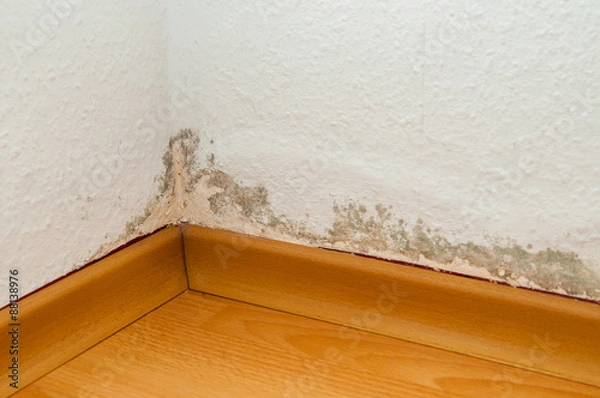 Obraz Schimmel in Wohnung