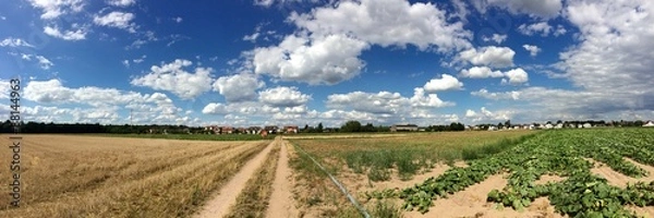 Obraz Field and cloudy sky