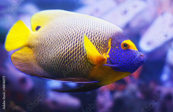 Obraz Pomacanthus xanthometapon