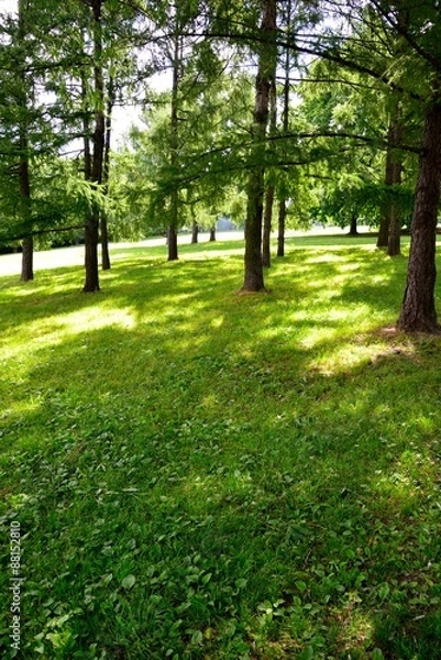 Fototapeta 森の中の木漏れ日