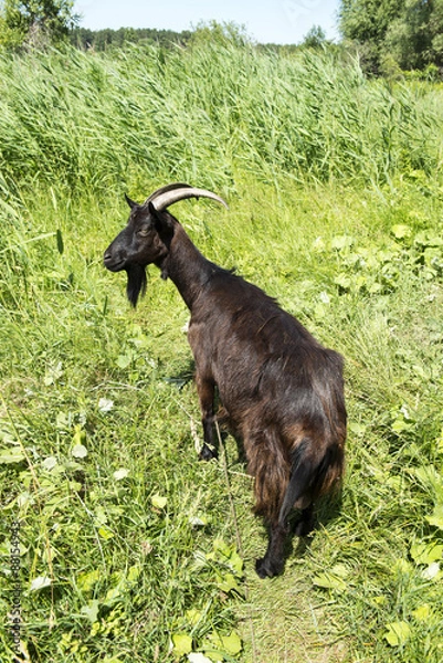 Obraz Brown nanny goat on a pasturage dense grass