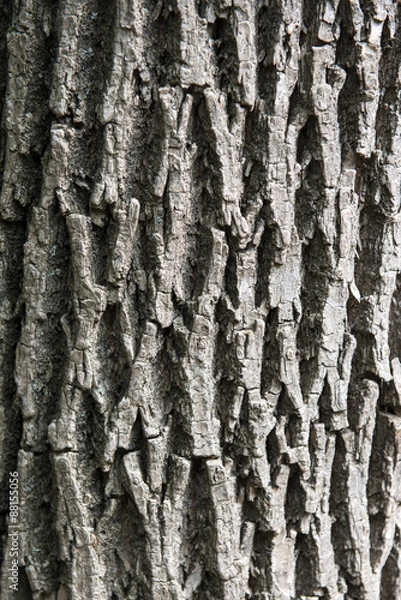 Obraz Ash tree bark vertical texture closeup
