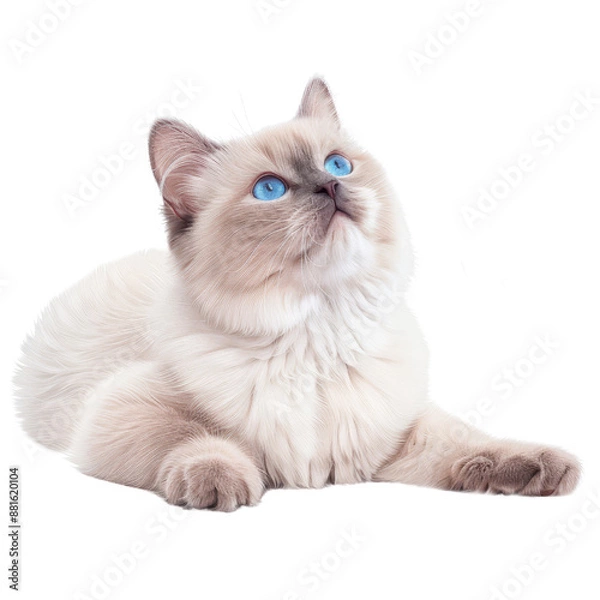 Fototapeta Cute fluffy white kitten with blue eyes lying down and looking up in cartoon style with transparent background clipart