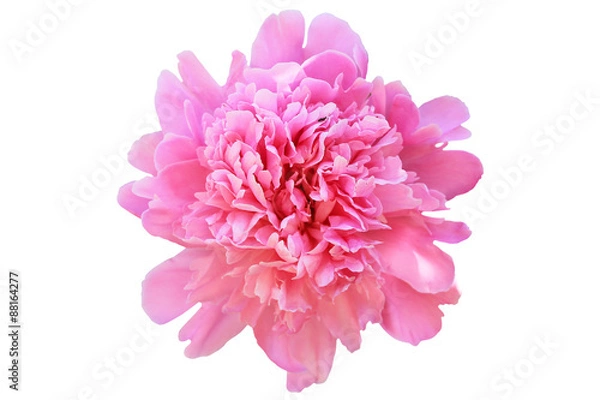 Obraz Isolated peony flower