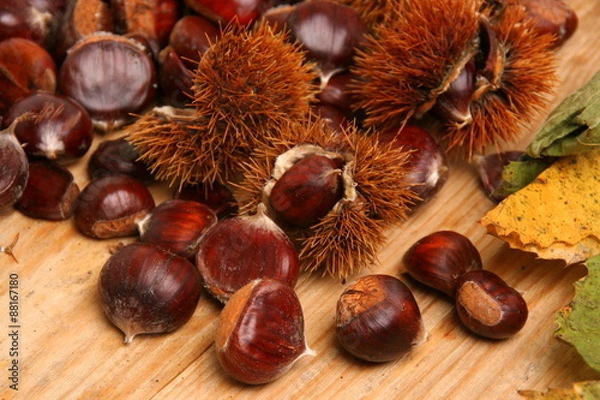 Fototapeta Esskastanien