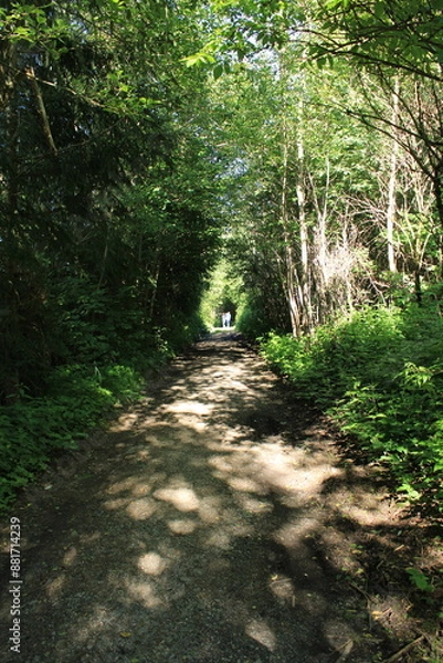 Fototapeta path in the forest