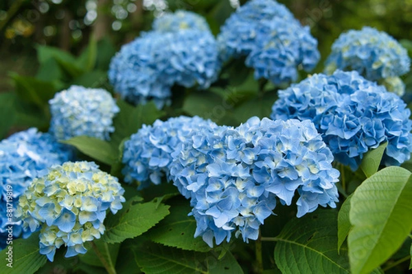 Fototapeta ラベンダー, 花, 梅雨, 植物, 自然, 花びら, 満開, 青, 青色, 夏, 屋外