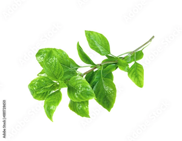 Obraz leaf  fresh basil isolated