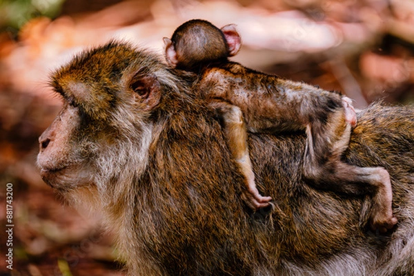 Fototapeta Barbary macaque with baby
