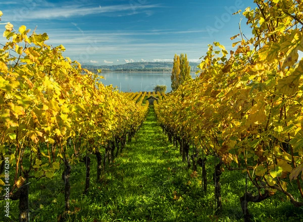 Fototapeta OLYMPUS DIGITAL CAMERA