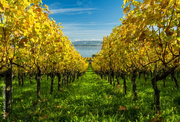 Fototapeta OLYMPUS DIGITAL CAMERA