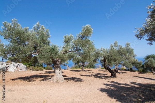 Obraz Rural olive trees in a seaside farm with Mediterranean ocean vie
